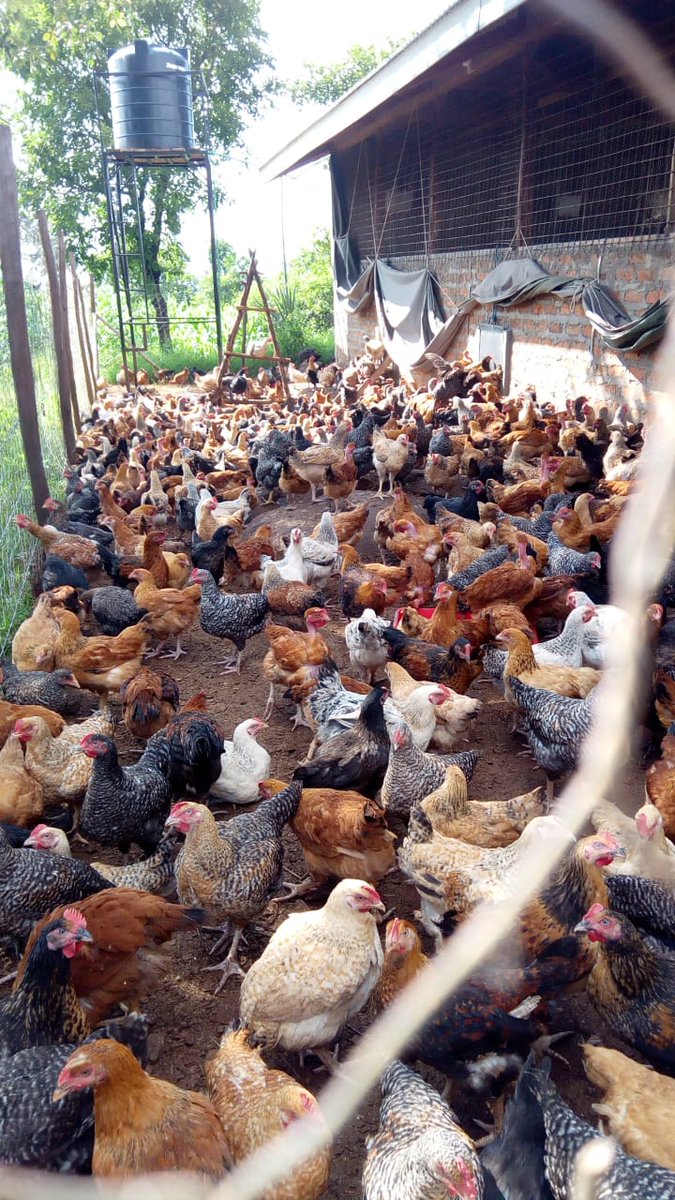 Usomi Agriculture tweet media