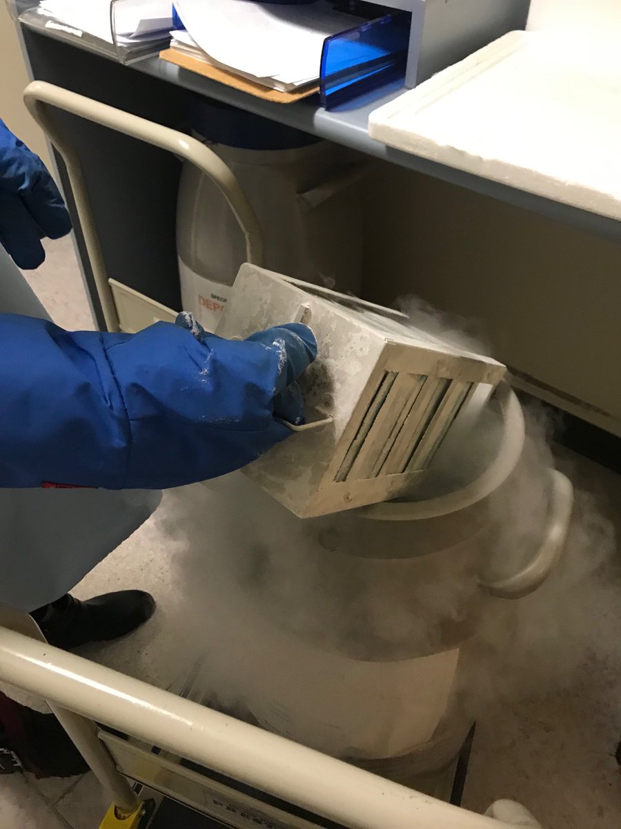 Esallee's tweet photo. Collect the cells to thaw, thawed them, placed them in media and now we have experimental day 0: My research has started! #stemcells #brainorganoids on the way! #phdchat https://t.co/yDJEvEwDZb