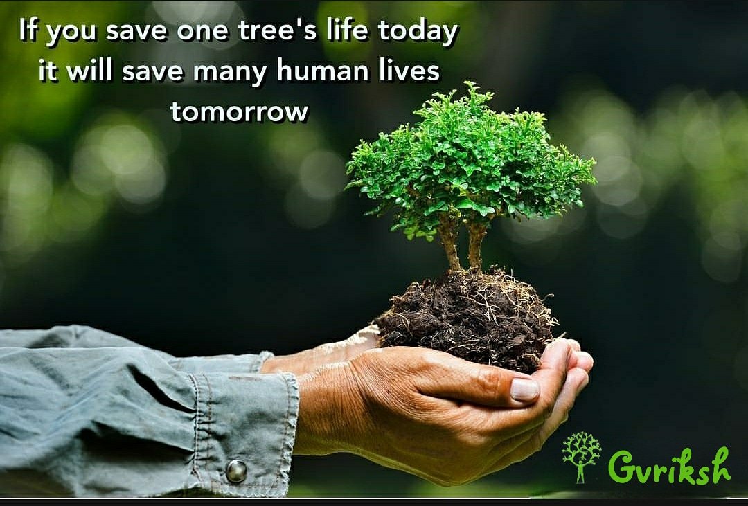 Gvriksh's tweet photo. Save trees for a better tomorrow start planting more n more trees with Gvriksh https://t.co/Gd2IF3d7wA