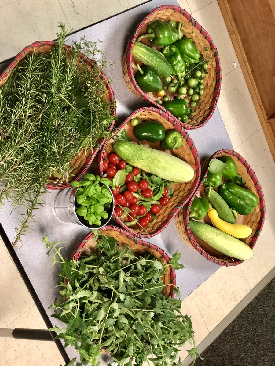 My second graders loved harvesting in our school garden this morning. I am so proud of my students who have started their own family gardens. <a href="/MiddleCreekES/">Middle Creek ES</a> <a href="/CFletcherMiller/">Caroline Miller</a> #schoolgardens