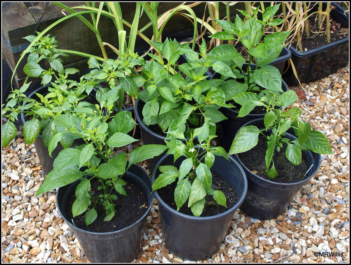 Marksvegplot's tweet photo. Earlier in the year my chilli plants looked like my best ones ever. Now I have 6 that are OK-ish (1st pic), and the others are pathetic - stunted, deformed, almost lifeless, thanks to #aminopyralid / #clopyralid weedkillers in compost from so-called reputable producers. https://t.co/P8HwNLnZ1i
