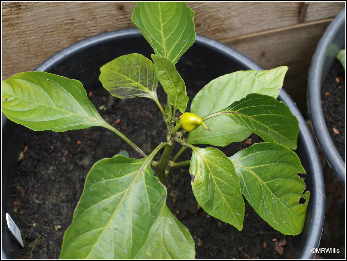 Marksvegplot's tweet photo. Earlier in the year my chilli plants looked like my best ones ever. Now I have 6 that are OK-ish (1st pic), and the others are pathetic - stunted, deformed, almost lifeless, thanks to #aminopyralid / #clopyralid weedkillers in compost from so-called reputable producers. https://t.co/P8HwNLnZ1i