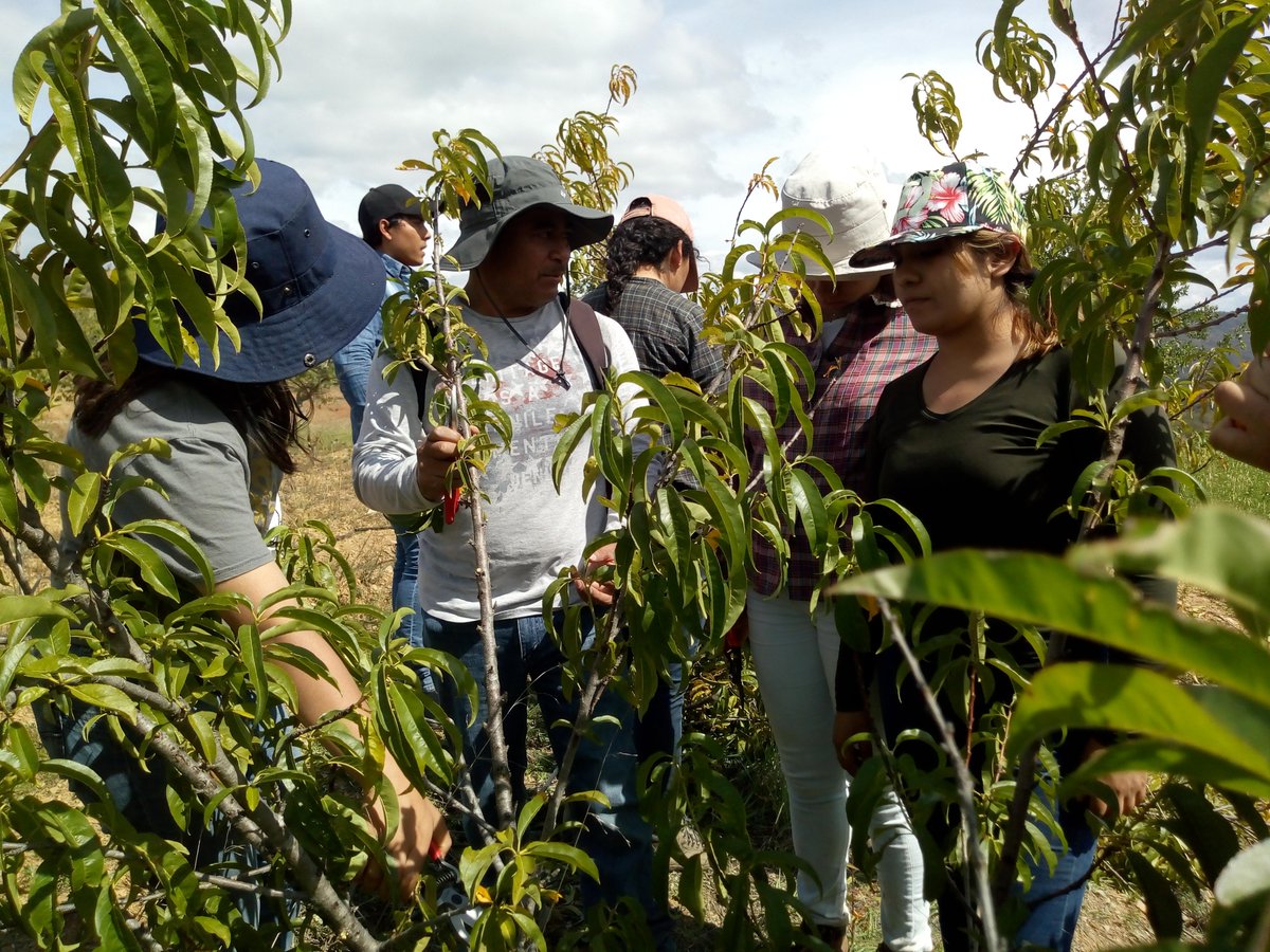 yuku_kuixi's tweet photo. Agradecemos a la #UniversidadAutonomaChapingo, al profesor #ProcoroDiazVargas y a los alumnos de Recursos Naturales; compartir la experiencia en podas de duraznos. @Mary_Luisa_AG @SAGARPA_Oax @Sedapa_GobOax @STPS_mx https://t.co/qPeti5sify