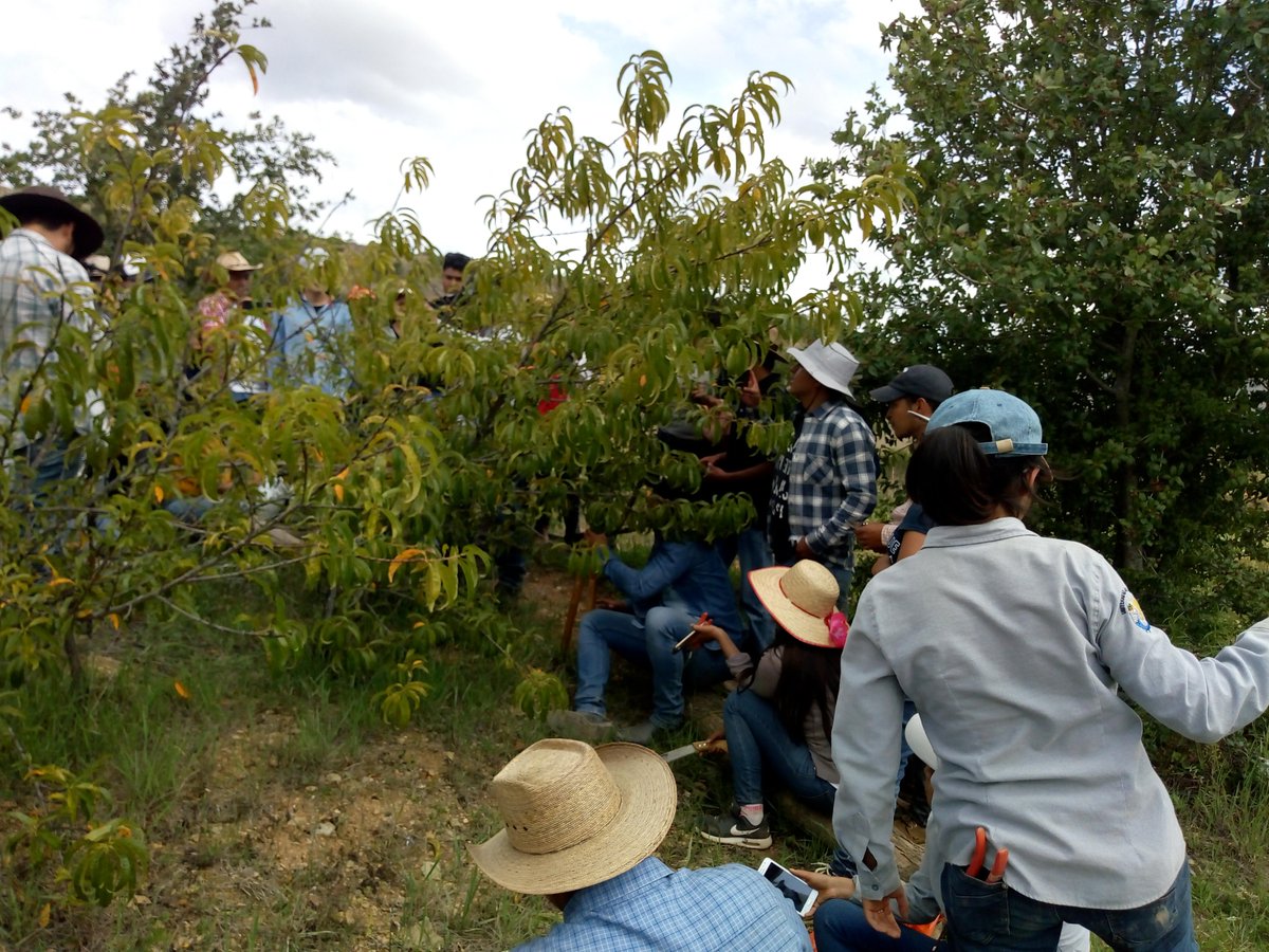 yuku_kuixi's tweet photo. Agradecemos a la #UniversidadAutonomaChapingo, al profesor #ProcoroDiazVargas y a los alumnos de Recursos Naturales; compartir la experiencia en podas de duraznos. @Mary_Luisa_AG @SAGARPA_Oax @Sedapa_GobOax @STPS_mx https://t.co/qPeti5sify