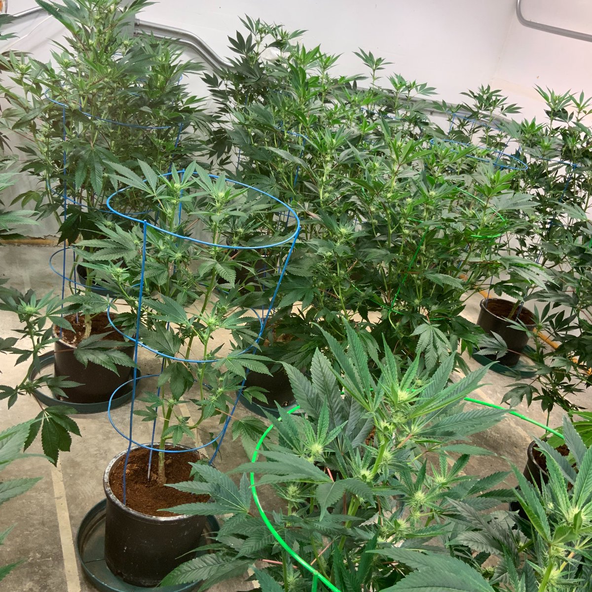 HigherTimesII's tweet photo. end of week 3 #weed #weedstagram #mmj #cannabisbranding #CannabisCommunity #smoke #smoked #high #highaf #blaze #stoners #stoned #medication https://t.co/8cMoyKnuhp