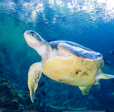 SeaWorld's tweet photo. SeaWorld has cared for more than 2,000 sea turtles 🐢 including loggerheads and green sea turtles. Come learn about these different types of turtles during World Sea Turtle Week at @SeaWorldTexas's all new Turtle Reef. https://t.co/BptEtoKZLn