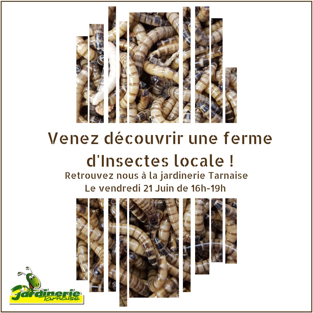 EInsectes tweet picture