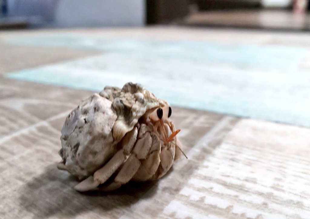 ホンヤドカリ Twitter Search