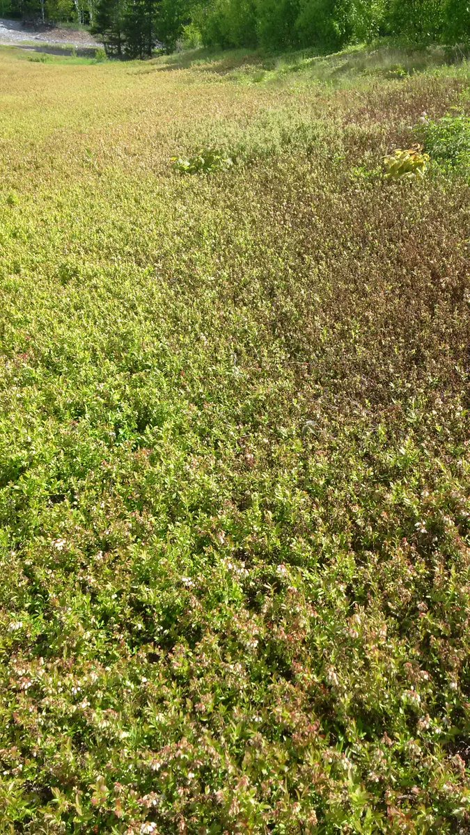 When your boom doesn't quite get to the field edge. Spraying for monilinia paid this year!!