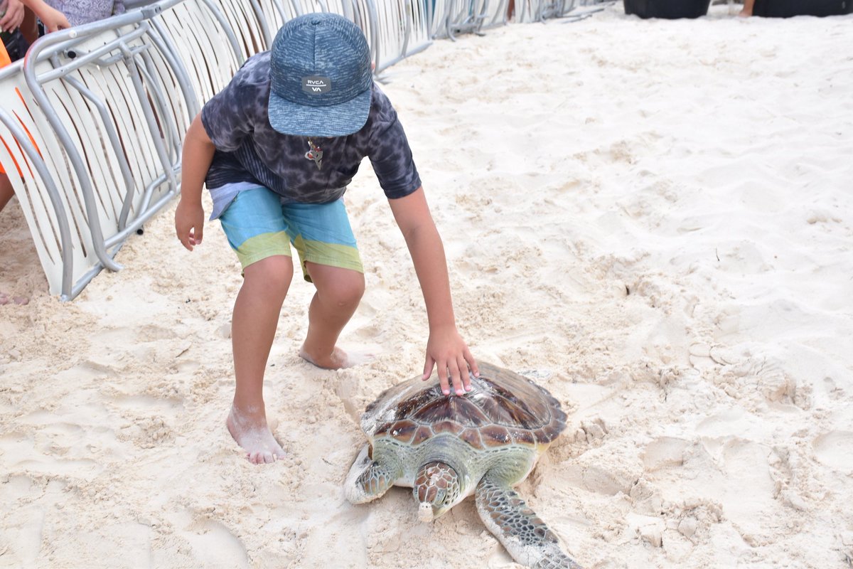 For #WorldSeaTurtleDay the #CaymanIslands Turtle Centre are releasing turtles on Governors Beach at 10am on Sat June 15. 90% of nesting green turtles here can be traced back to the centre so the hope is that they will one day come back to our shores. 🌊 yourcayman.ky/activities-att…