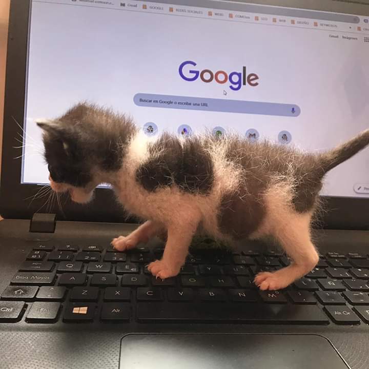 comoonmarketing's tweet photo. 🤗😍 Os presentamos a #hope 🐱, la nueva mascota de #COMOon
Adoptamos a este huérfano hace unas semanas con apenas 2 días de vida y se ha convertido en uno más en la oficina 😅
#Cerdanyola https://t.co/5aOYWPp2nM