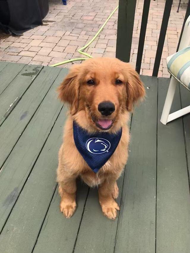PSUBarstool's tweet photo. Happy #GoodBoyFriday, Penn State! https://t.co/1XmmjhbEnj