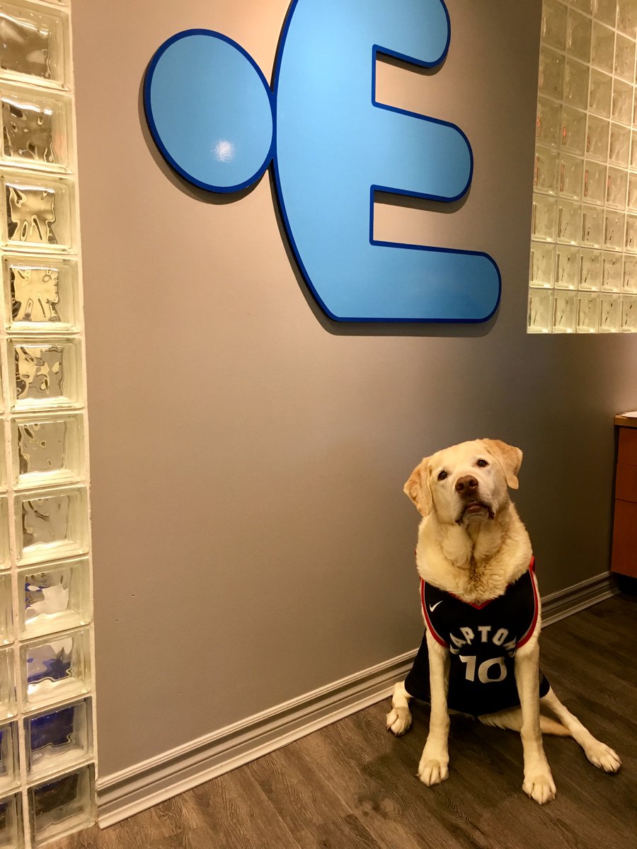 EvolveAx's tweet image. Congratulations to the Toronto Raptors  on their championship win last night! 
Jack is showing his support in the office today 
#WeTheNorth @Raptors