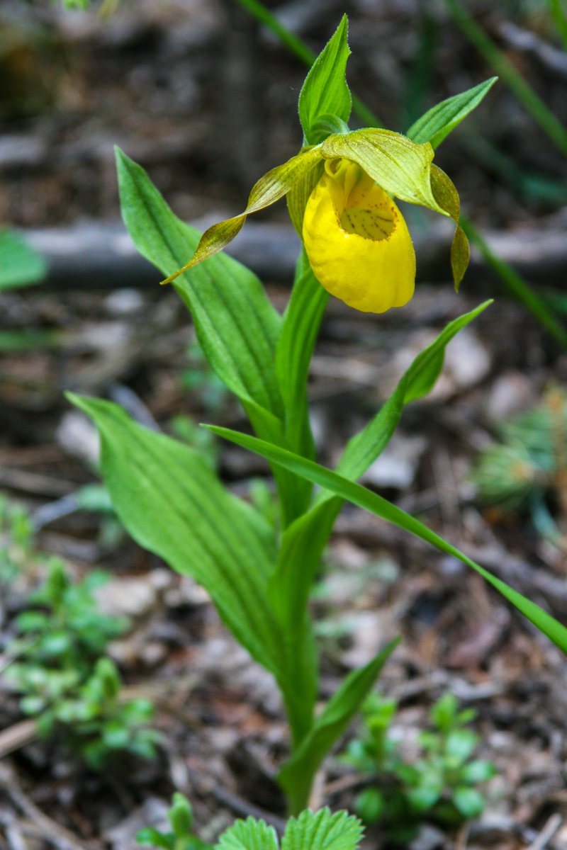 SantafeNF's tweet photo. Yesterday, our range staff went out into the field to inspect an area of the forest for invasive plants and discovered a Yellow Lady Slipper Orchid blooming, these are fairly-rare and only grow on a few places in the forest. https://t.co/zViBTAqDZR