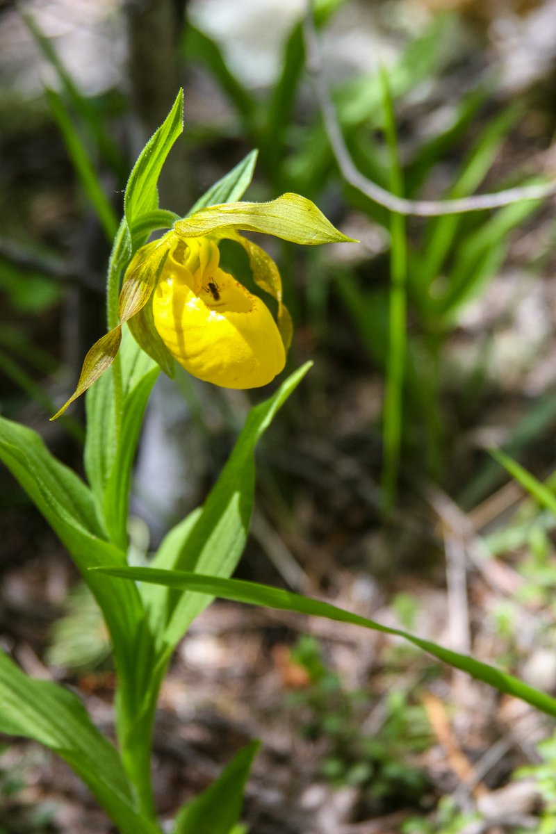 SantafeNF's tweet photo. Yesterday, our range staff went out into the field to inspect an area of the forest for invasive plants and discovered a Yellow Lady Slipper Orchid blooming, these are fairly-rare and only grow on a few places in the forest. https://t.co/zViBTAqDZR