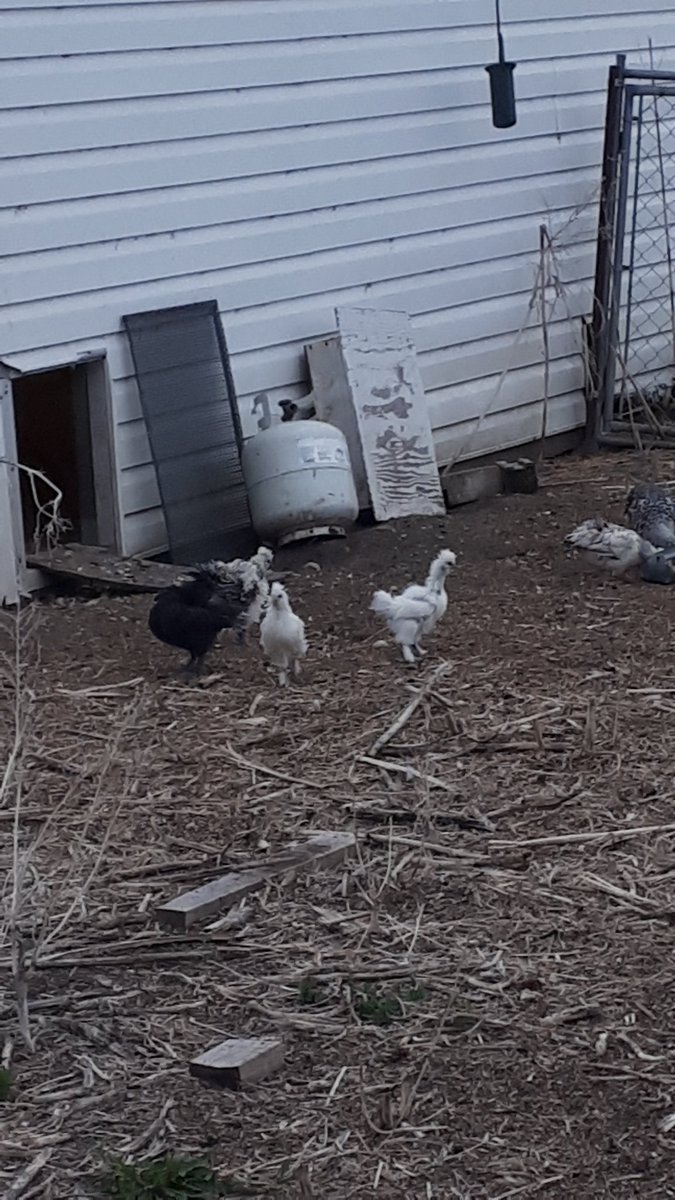 XenaTKB's tweet photo. Some of the newbies #flock19 https://t.co/OXrtFj3ILo