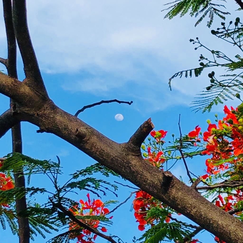 AuroraArias3's tweet photo. Para las “lunáticas” y “framboyaneras” de mi TL 🌺🌜😘 https://t.co/0YreyEGUDJ