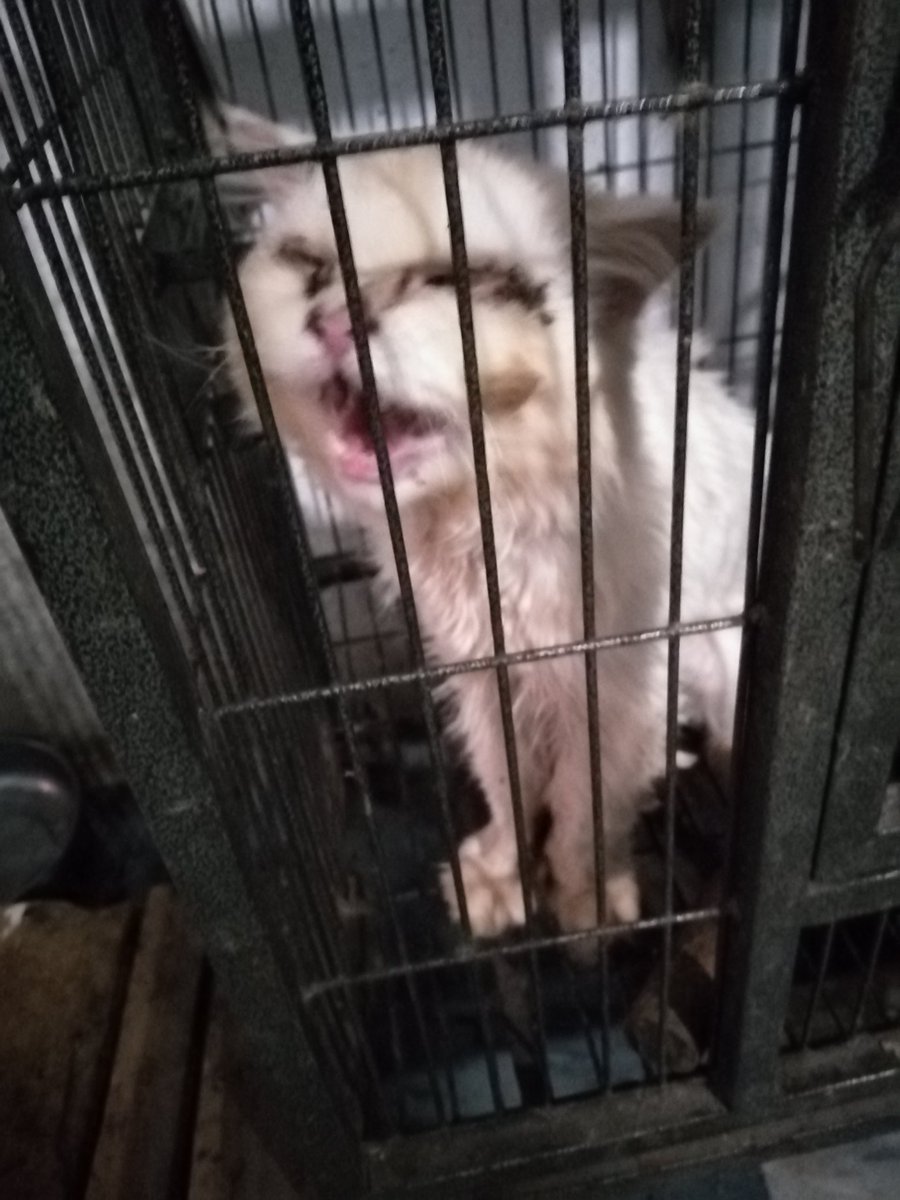 letssavewelfare's tweet image. I am so disappointed that no one has donated for Sher Khan's surgery. Poor boy is really suffering and he already spent his life in a cage where he wasnt even able to stand up. Now there is a hope that his life will be improved after surgery. Paypal is
 letssavewelfare@gmail.com