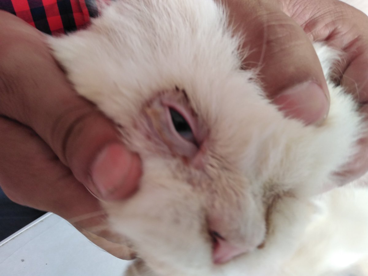 letssavewelfare's tweet image. I am so disappointed that no one has donated for Sher Khan's surgery. Poor boy is really suffering and he already spent his life in a cage where he wasnt even able to stand up. Now there is a hope that his life will be improved after surgery. Paypal is
 letssavewelfare@gmail.com