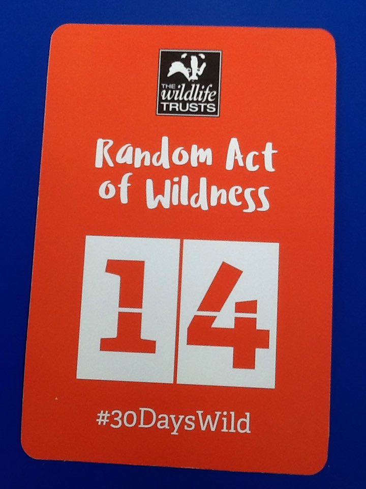RYFOren's tweet photo. Day 14 #30DaysWild 
Today we looked for mini wildness in Bankhouse's garden. We found lots of minibeasts and then we planted flowers to make our friends happy #Bearainbow @rhosyfedwen @RyfEco #FACE @BGIntergen https://t.co/Lrkzwp5vdV