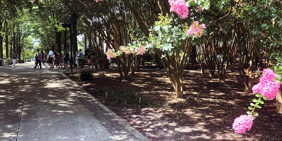 ODU's tweet photo. Nice days mean gorgeous flowers and prospective students touring #ODU. #ODUSummer https://t.co/eSIYJxI5ob