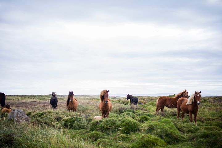 TheBrooke's tweet photo. Tomorrow is #NaturePhotographyDay! The perfect opportunity to get out into the world with your camera! Help make a difference to the lives of working equines overseas by snapping a shot of a horse in the wild for our #photocompetition -https://t.co/9r3zH82rdV #BrookeCameraAction https://t.co/0SoZyNRLmV
