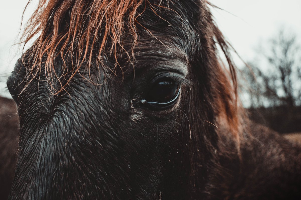 TheBrooke's tweet photo. Tomorrow is #NaturePhotographyDay! The perfect opportunity to get out into the world with your camera! Help make a difference to the lives of working equines overseas by snapping a shot of a horse in the wild for our #photocompetition -https://t.co/9r3zH82rdV #BrookeCameraAction https://t.co/0SoZyNRLmV