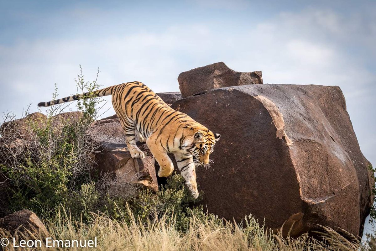 TheMarketingZoo's tweet photo. Proud to announce that we will be the official PR for @TigerCanyon 

Tiger Canyon is a groundbreaking conservation project dedicated to preserving the critically endangered Bengal Tiger.

More news, press releases and info coming soon 🐅

https://t.co/ll1JX785wL https://t.co/olZEyqxUOb