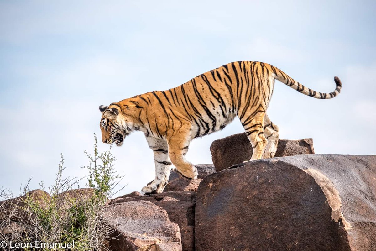 TheMarketingZoo's tweet photo. Proud to announce that we will be the official PR for @TigerCanyon 

Tiger Canyon is a groundbreaking conservation project dedicated to preserving the critically endangered Bengal Tiger.

More news, press releases and info coming soon 🐅

https://t.co/ll1JX785wL https://t.co/olZEyqxUOb