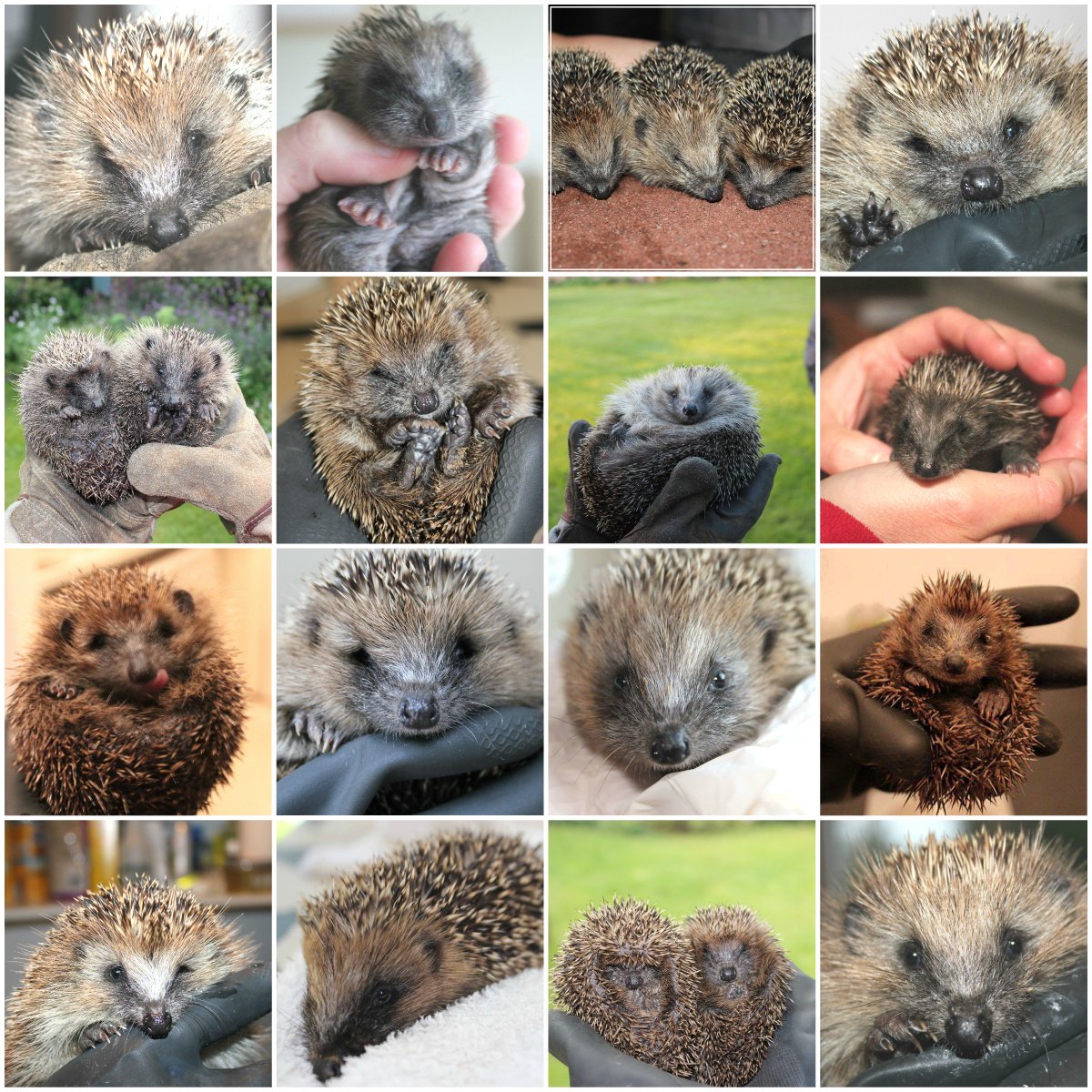 Some of the hundreds of #hedgehogs I've nursed back to health over the years. Find out more about my work and how to help save our wild hedgehogs at littlesilverhedgehog.com