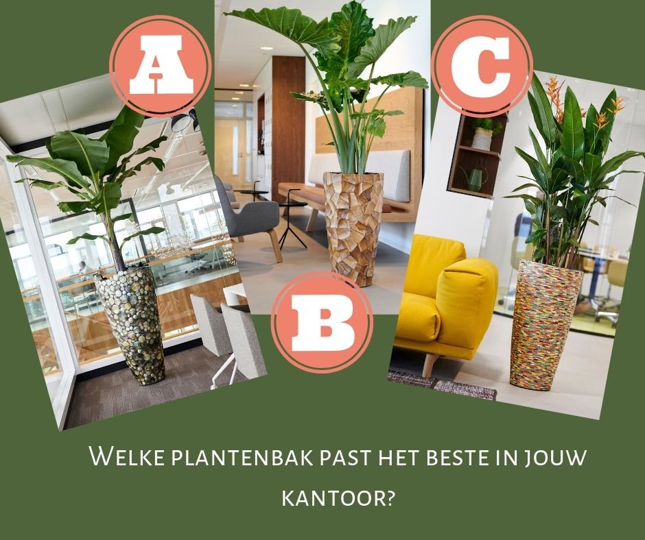 Wij zijn erg benieuwd naar jullie stijl. Welke is jouw favoriet? #keuze #planten #plantenbakken #alocasia #palm #paradijsvogelplant #choice #pickone #kantoorplanten #plantenbak #kantoorgroen #groenkantoor #kies #stijl #plants #urbanjungle #nature #interieur #choose #bloemen