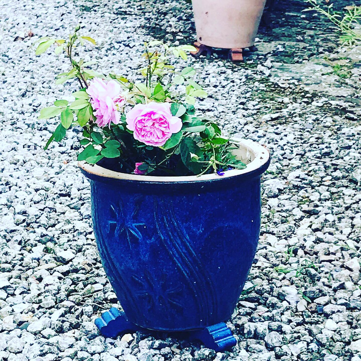 BadgersSett1's tweet photo. Such a pretty sugar pink rose 🌹 in Badgers’s front courtyard and it’s scent is ‘sherbet lemons’ - divine 💕.
.
https://t.co/6i1dX2HmjO.
.
#badgerssettholidaycottages #scent #divine #pink #sherbertlemon #holidaycottages #cornwall #bodminmoor #booknow https://t.co/ENaYD6BKi5