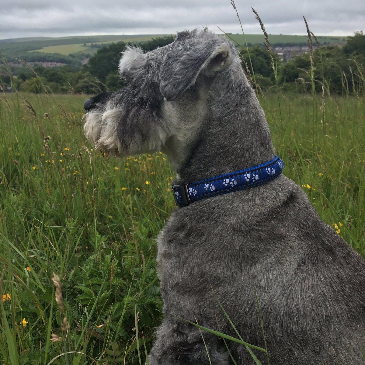 claire161803's tweet image. Out on a #spittlebughunt with my #sciencedog for the #brigitxylella project 😍