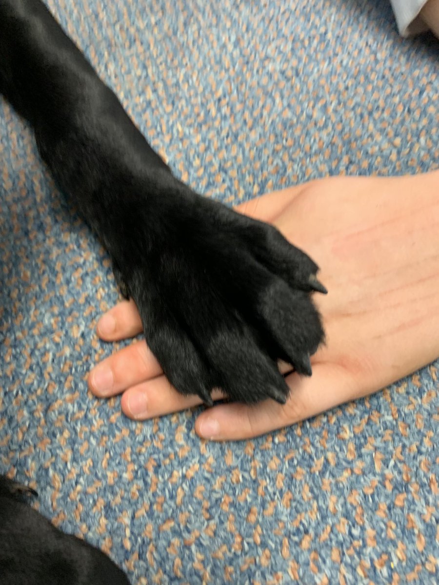 StPhilipsYP's tweet photo. Indy was in again today supporting her favourite pupil...me! #therapydog #dognapped #puppy @StPhilipsSch1 https://t.co/LeD2LvJLJU