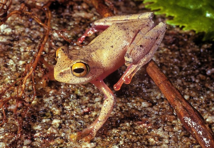 sahonagasy's tweet photo. #Boophis_majori is a species of frog in the family Mantellidae. It is endemic to Madagascar. Its natural habitats are subtropical or tropical (moist lowland forests, moist montane forests), and rivers. It is threatened by habitat loss.

Photo by Miguel Vences https://t.co/tzje5XHvIs