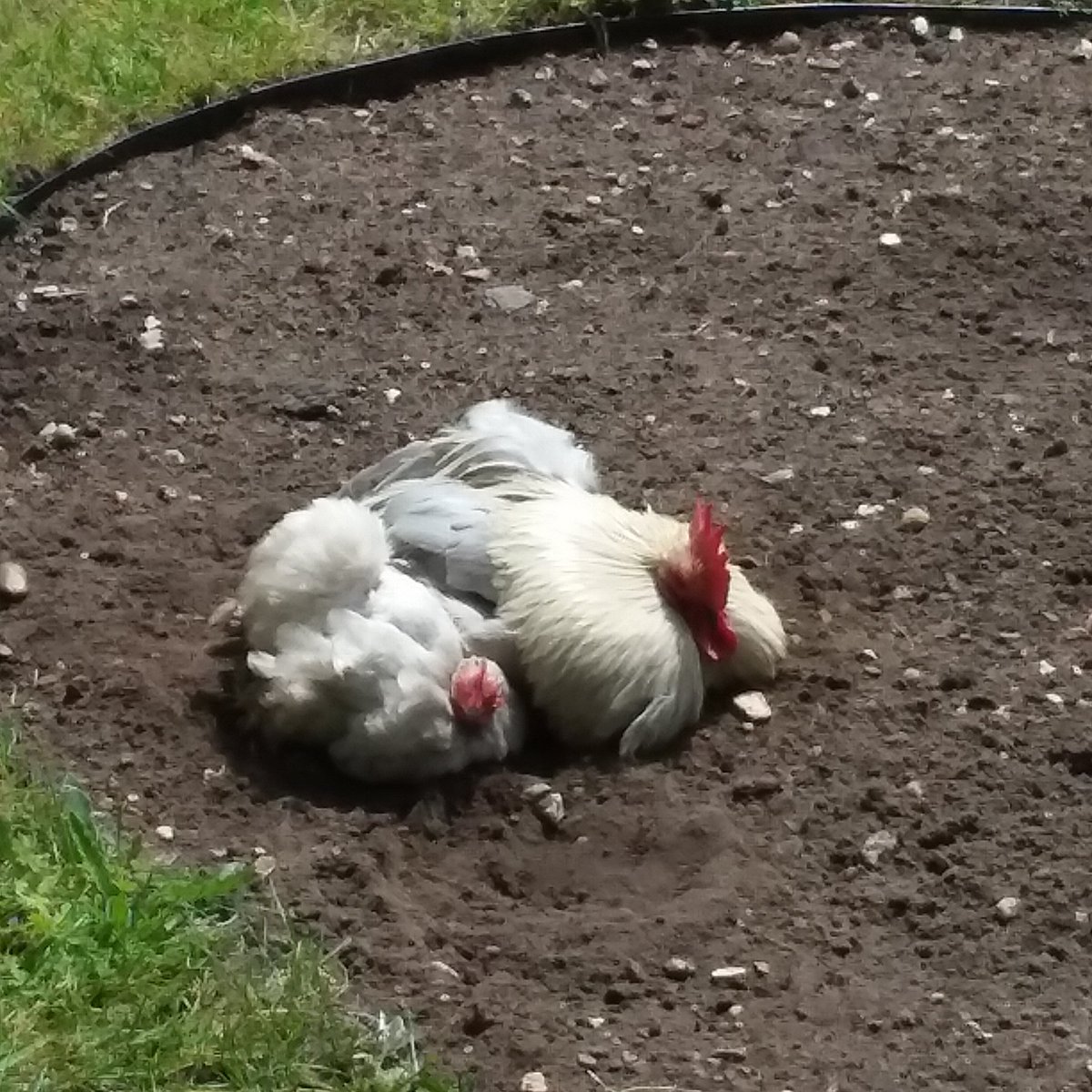My new iris bed and uninvited guests! #gardenchickens @georgenorman20