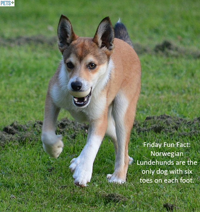 PetsPlusLtd's tweet photo. Fun #dog fact. Have a wonderful weekend! https://t.co/lJzrzaD9bR