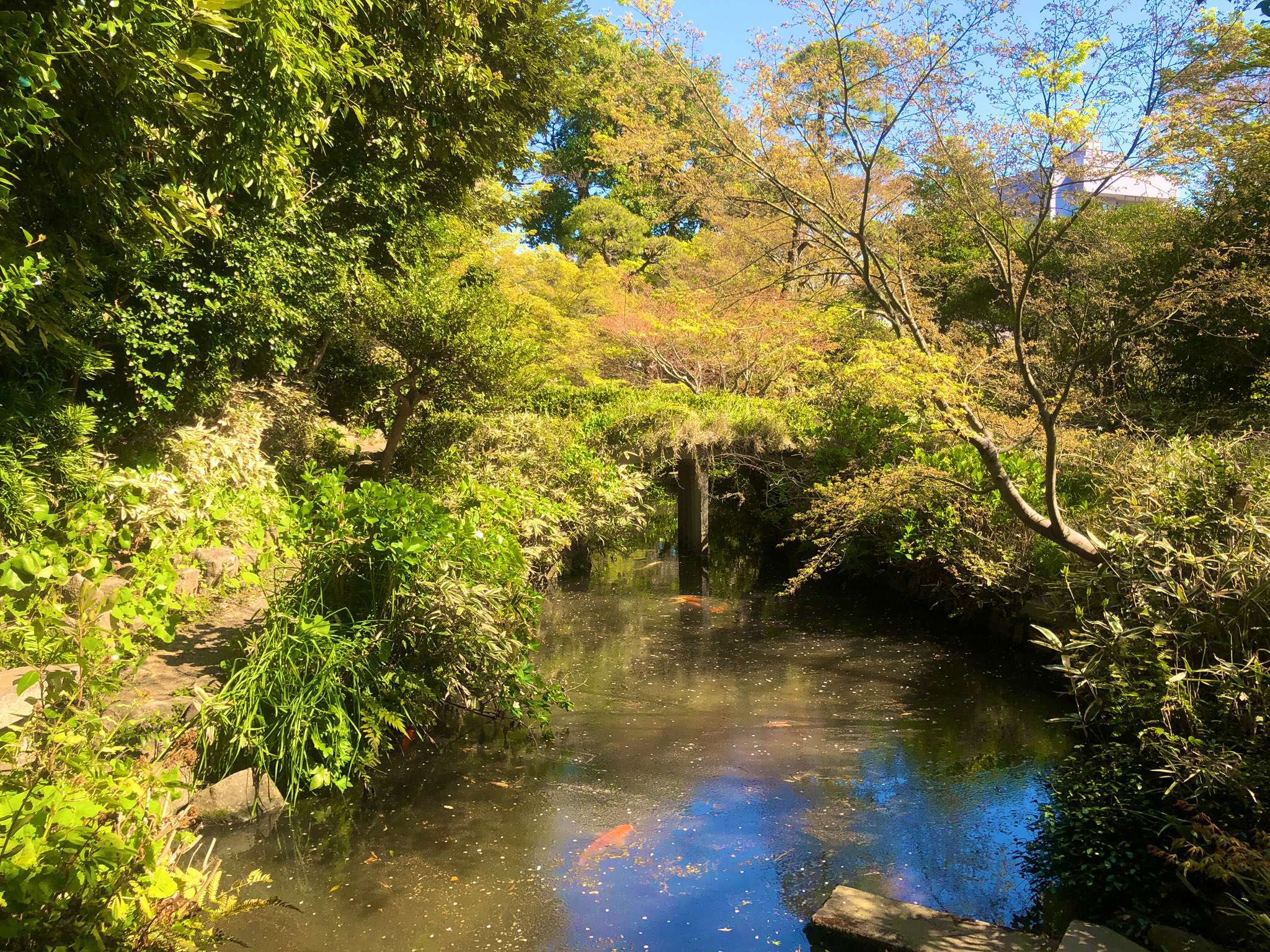 日本庭園メディア おにわさん 中の人 関口芭蕉庵 また同資料によると 芭蕉庵はこの台地の上に建つ明治期の有名政治家の一人 田中光顕伯爵 の邸宅 蕉雨園 の一部だった時代もあるそう 確かに 現在の園内マップの上部には蕉雨園への園路が描か