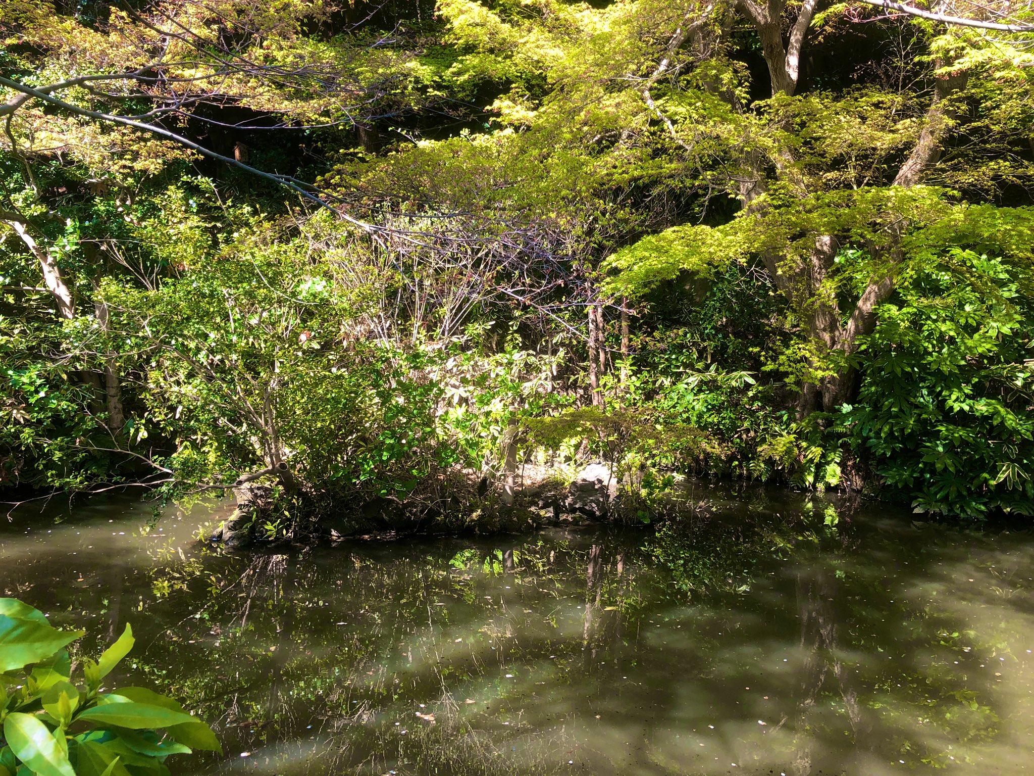 日本庭園メディア おにわさん 中の人 関口芭蕉庵 また同資料によると 芭蕉庵はこの台地の上に建つ明治期の有名政治家の一人 田中光顕伯爵 の邸宅 蕉雨園 の一部だった時代もあるそう 確かに 現在の園内マップの上部には蕉雨園への園路が描か