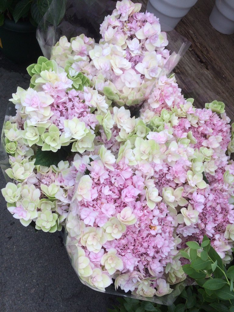 ciel alencon シエル Twitterissa なばなの里のすぐ横あたりにある大型園芸店花いちば 紫陽花の値引き品がたくさんあったから来年用株探してる人はいいかも 多肉植物もそこそこあったよ 三重県 鈴鹿市 花いちば 園芸 ガーデニング ciel alencon シエル Twitterissa なばなの里のすぐ横あたりにある大型園芸店花いちば 紫陽花の値引き品がたくさんあったから来年用株探してる人はいいかも 多肉植物もそこそこあったよ 三重県 鈴鹿市 花いちば 園芸 ガーデニング