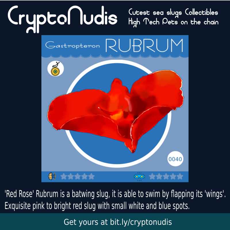 'Red Rose' Rubrum is a batwing slug, it is able to swim by flapping its 'wings'.
Exquisite pink to bright red slug with small white and blue spots. 

check it out : crypto-nudis.herokuapp.com