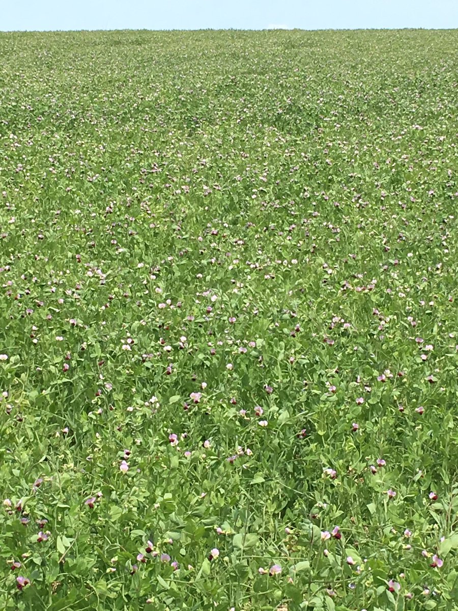 Premières fleures sur pois fourragères RIF