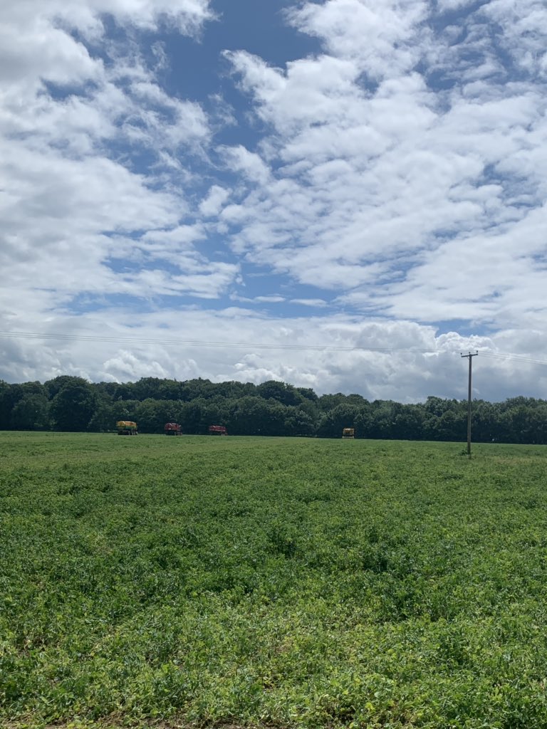 Last field of Prelado peas for AGL being harvested with @Tollycobbald <a href="/jimma_brown/">James Brown</a> before we move on to new ground.