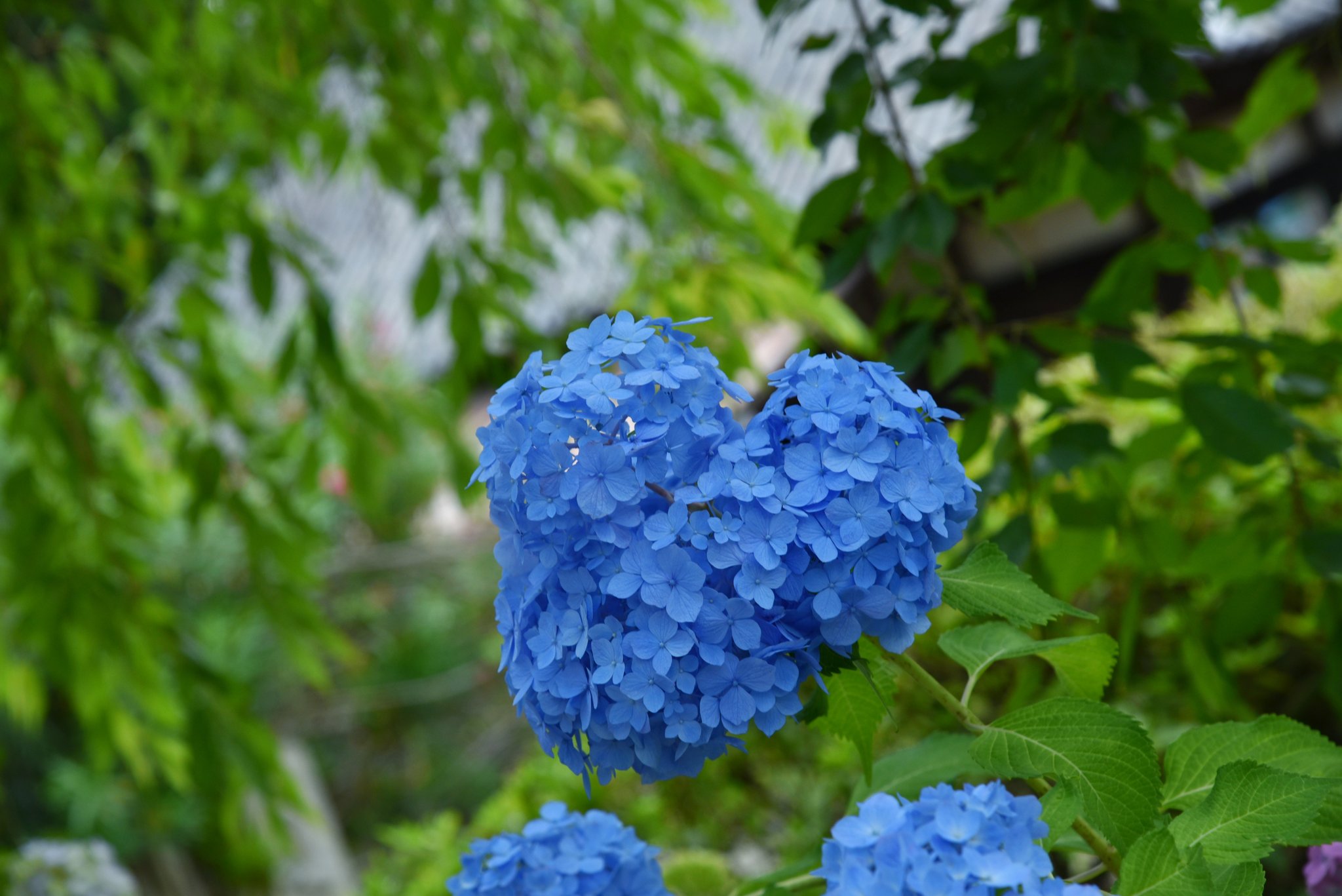 もー あなたに届け 矢田寺 奈良 ハート ファインダー越しの私の世界 写真で奏でる私の世界 紫陽花 あじさい アジサイ T Co Kxynoodpwk Twitter