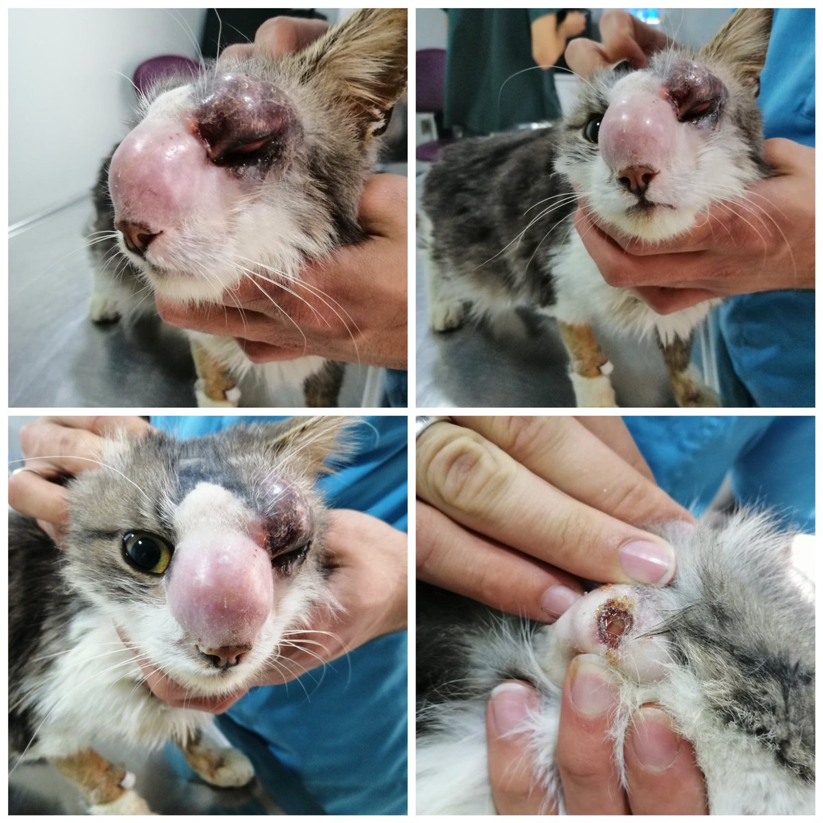 ACİL olarak desteğinizi rica ediyorum. Bu kedimizin MR'a girmesi gerek. Varsa şansı bunu sadece MR sonucu söyler. Zamanla yarışıyoruz. MR ücreti 800 TL.

İmkanınız yoksa da RT ve etiket yaparsanız sevinirim.