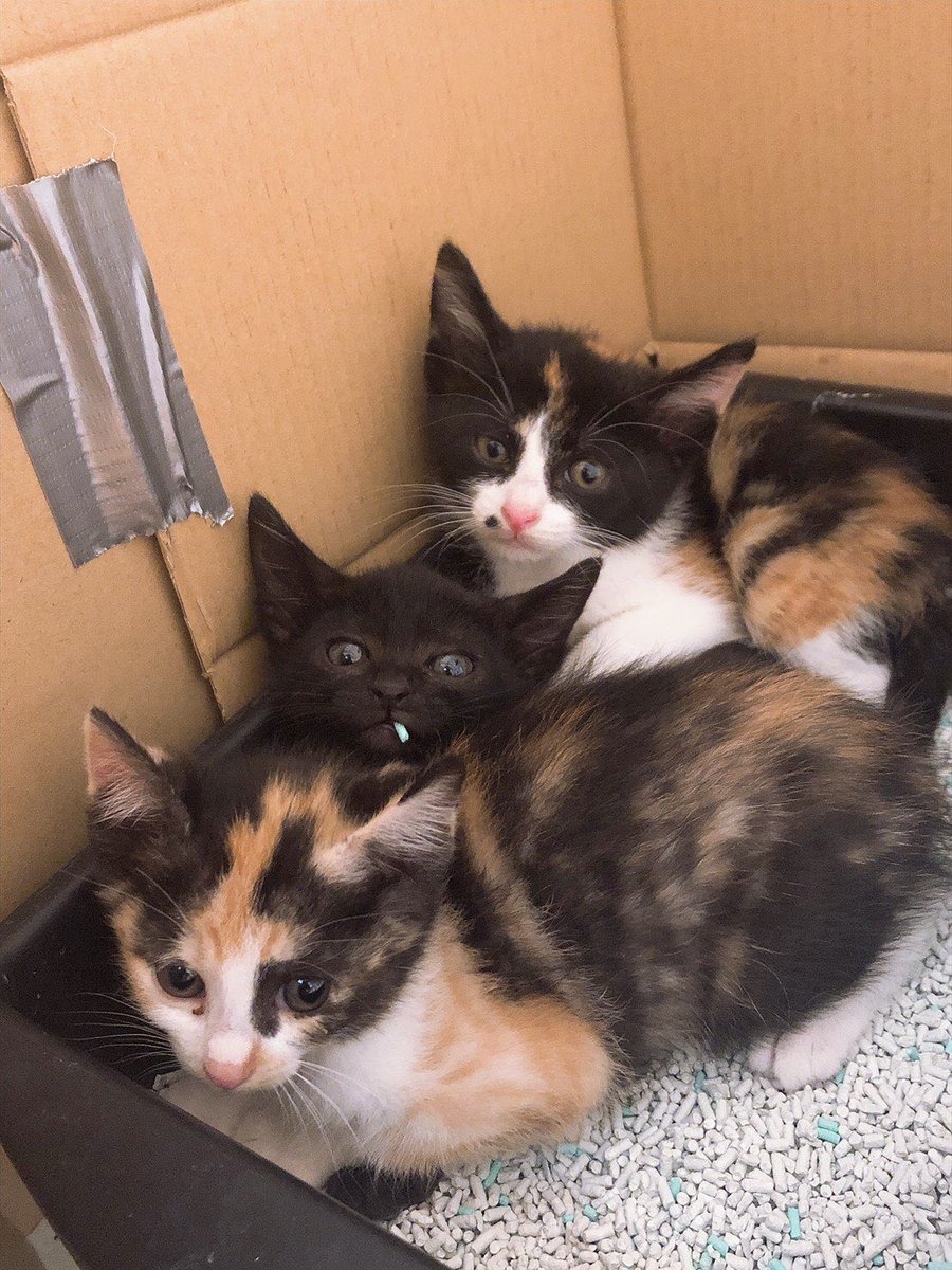 daichiman0715's tweet photo. 知り合いのところで子猫が生まれました。生後2ヶ月です。ノミの検査は終わってるみたいです。ワクチンはまだです。飼える人いませんか？？ https://t.co/am1rB6Ptqt