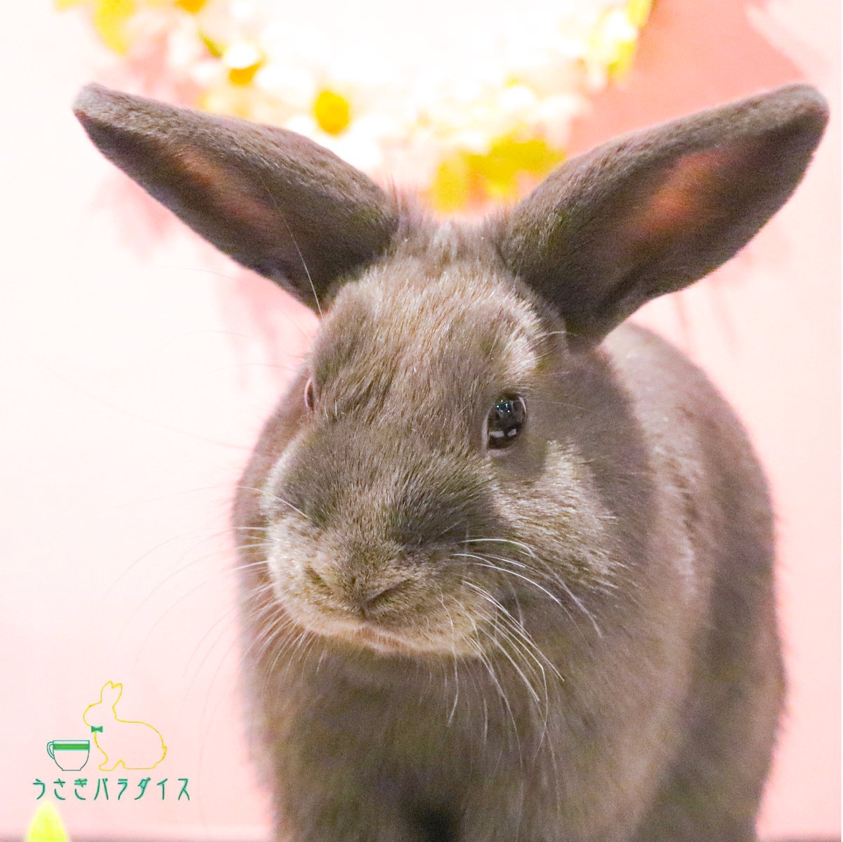 usa_para's tweet photo. “Happy Friday🌟 “
「１週間お疲れさま💕ふわもこな夢を見てね🌠」
#うさぎカフェ #うさぎパラダイス #うさぎ #もふ部 #ふわもこ部 #うさぎ好きさんと繋がりたい #うさぎ部 #うさぎら部 #うさぎ好き #うさんぽ #うさぎのいる生活 #かわいい #うさすたぐらむ #ふわもこ部うさぎ #bunniesworldwide https://t.co/fkr31v5xxI