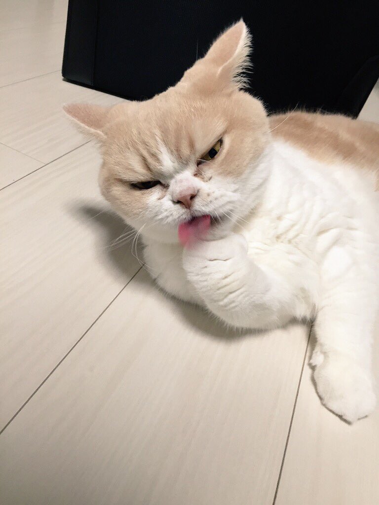 moflicious's tweet photo. 6/14ですね〜 https://t.co/1VXAXCv0Ty