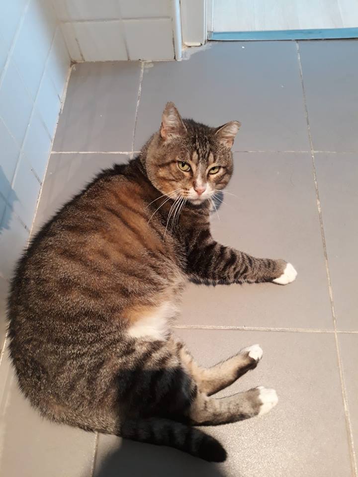 ADAAC Colmenar Viejo (Madrid) tweet media