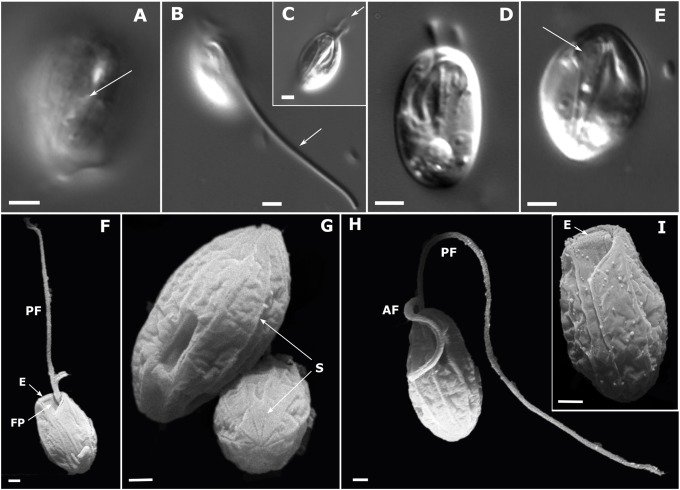 protistologists's tweet photo. New phagotrophic #euglenids from deep sea and surface waters of the Atlantic Ocean (Keelungia nitschei, Petalomonas acorensis, Ploeotia costaversata): Alexandra Schoenle et al. https://t.co/Y3AB1hMPCY #protists https://t.co/QmTO4ZADvy
